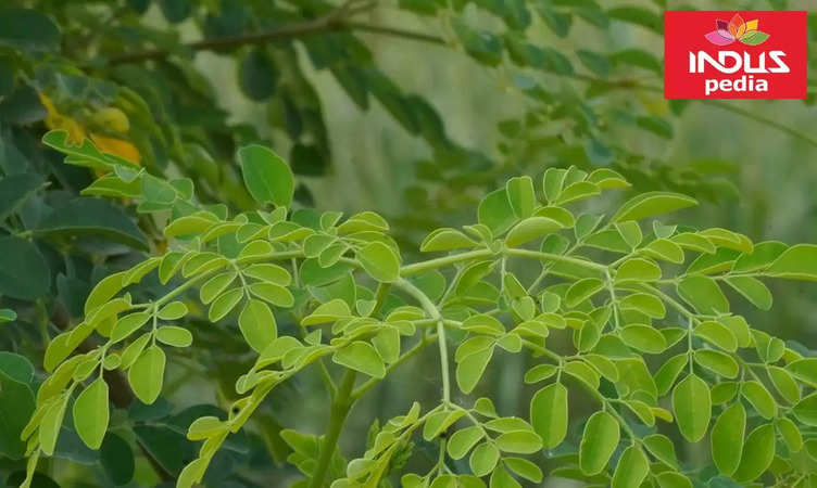 Surprising Benefits of Moringa Leaves for Your Body