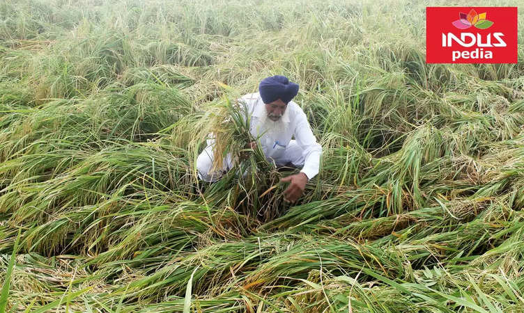 Punjab Chief Secretary Anurag Verma reviews wheat procurement and crop damage